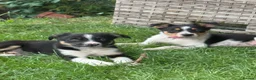 Border Collie dogs for sale: Border collie pups ready to leave now - Advert 3