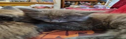 Mixed Breed cats for sale: Beautiful fluffy kittens  - Advert 7