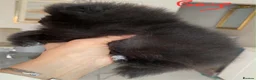 Pomeranian dogs for sale: Gorgeous Pom Puppies  - Advert 28