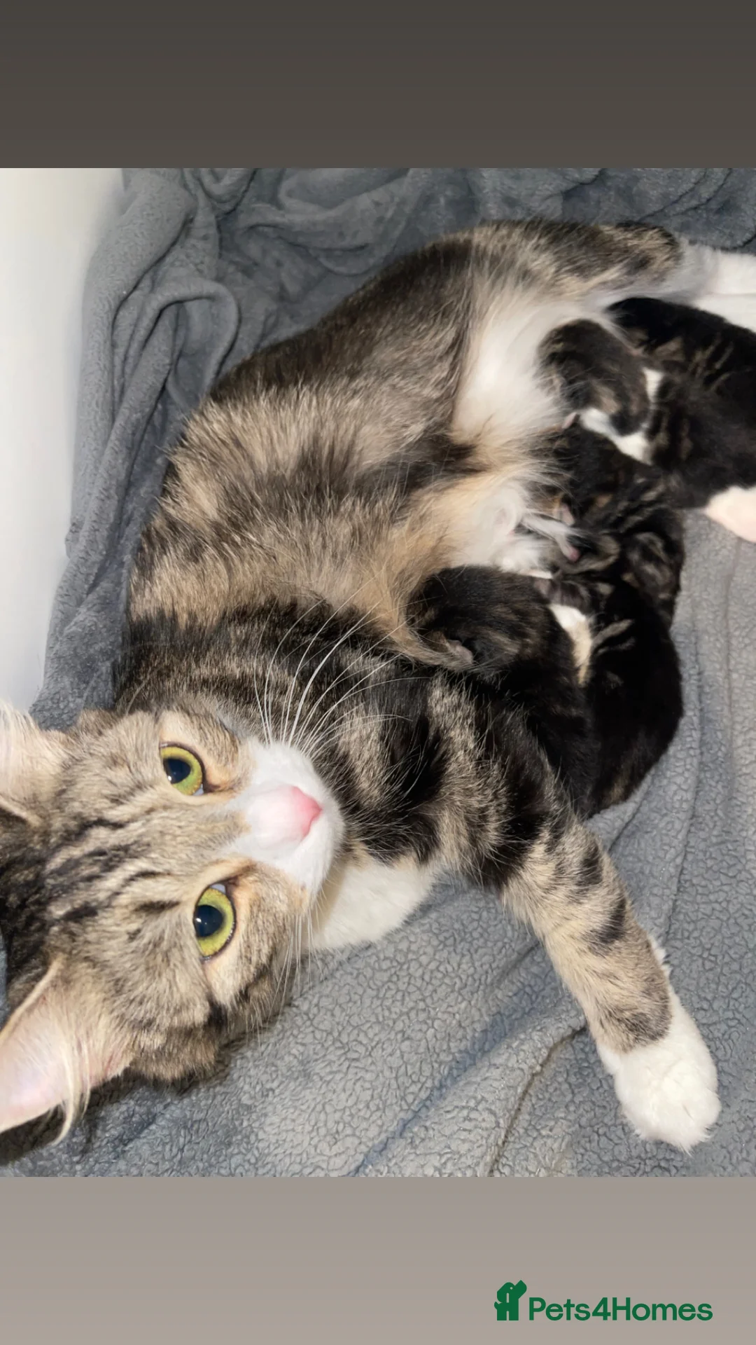 Mixed Breed cats for sale: 5 kittens in Seaham - Advert 1