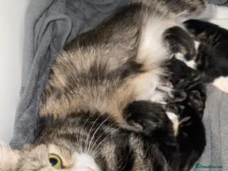 Mixed Breed cats 5 kittens - Advert 3