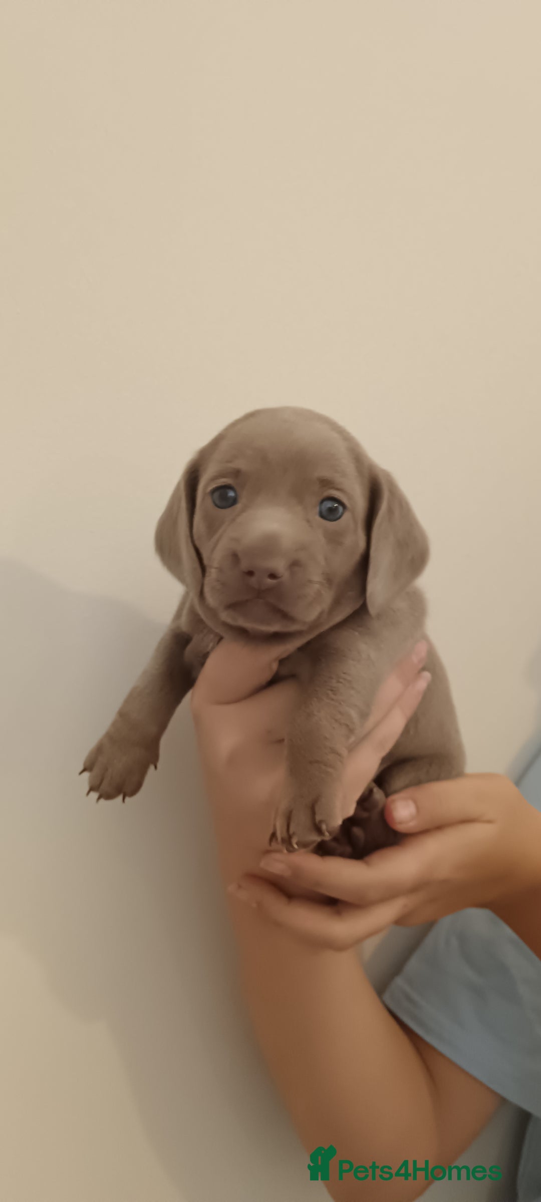 Miniature Dachshund dogs for sale: Stunning Minature Dachshund litter - Image 1