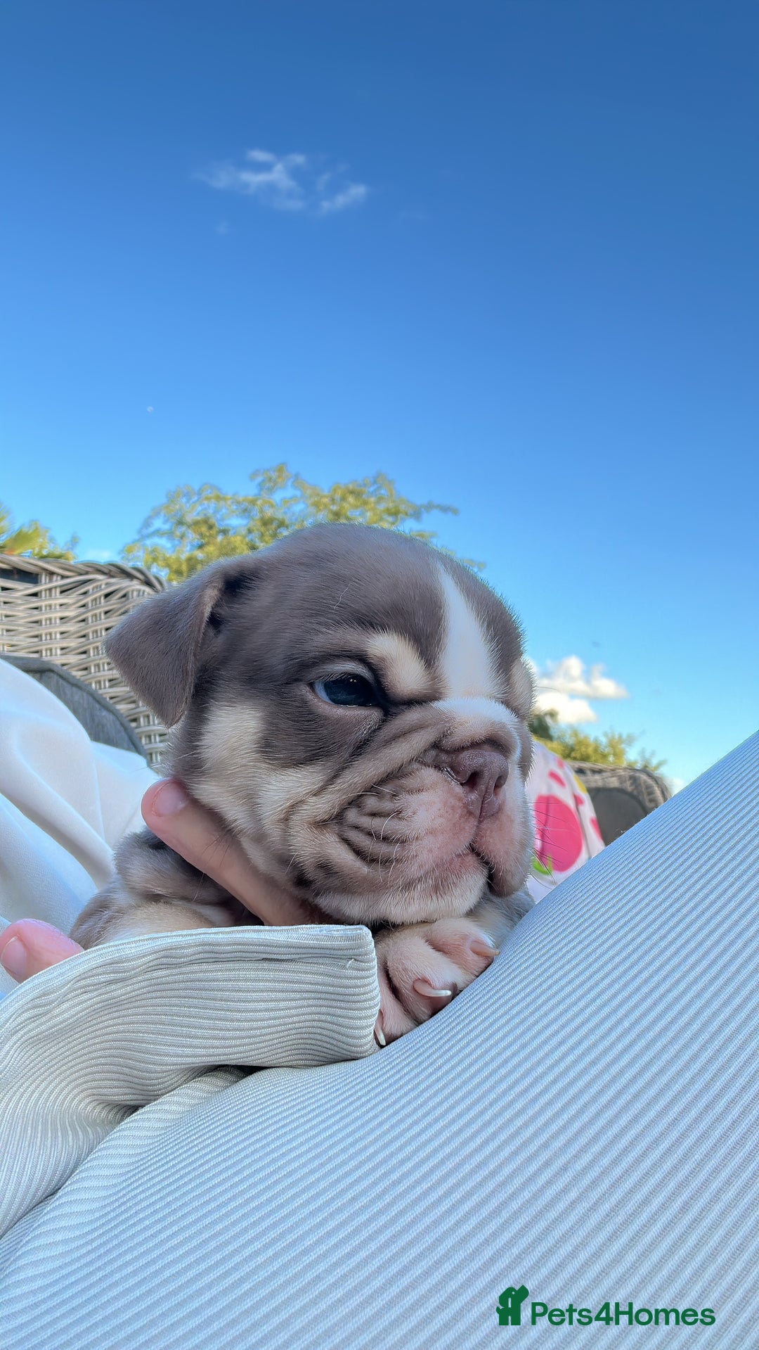 English Bulldog dogs for sale: **REDUCED **READY TO LEAVE CHUNKY ENGLISH BULLDOG - Image 27