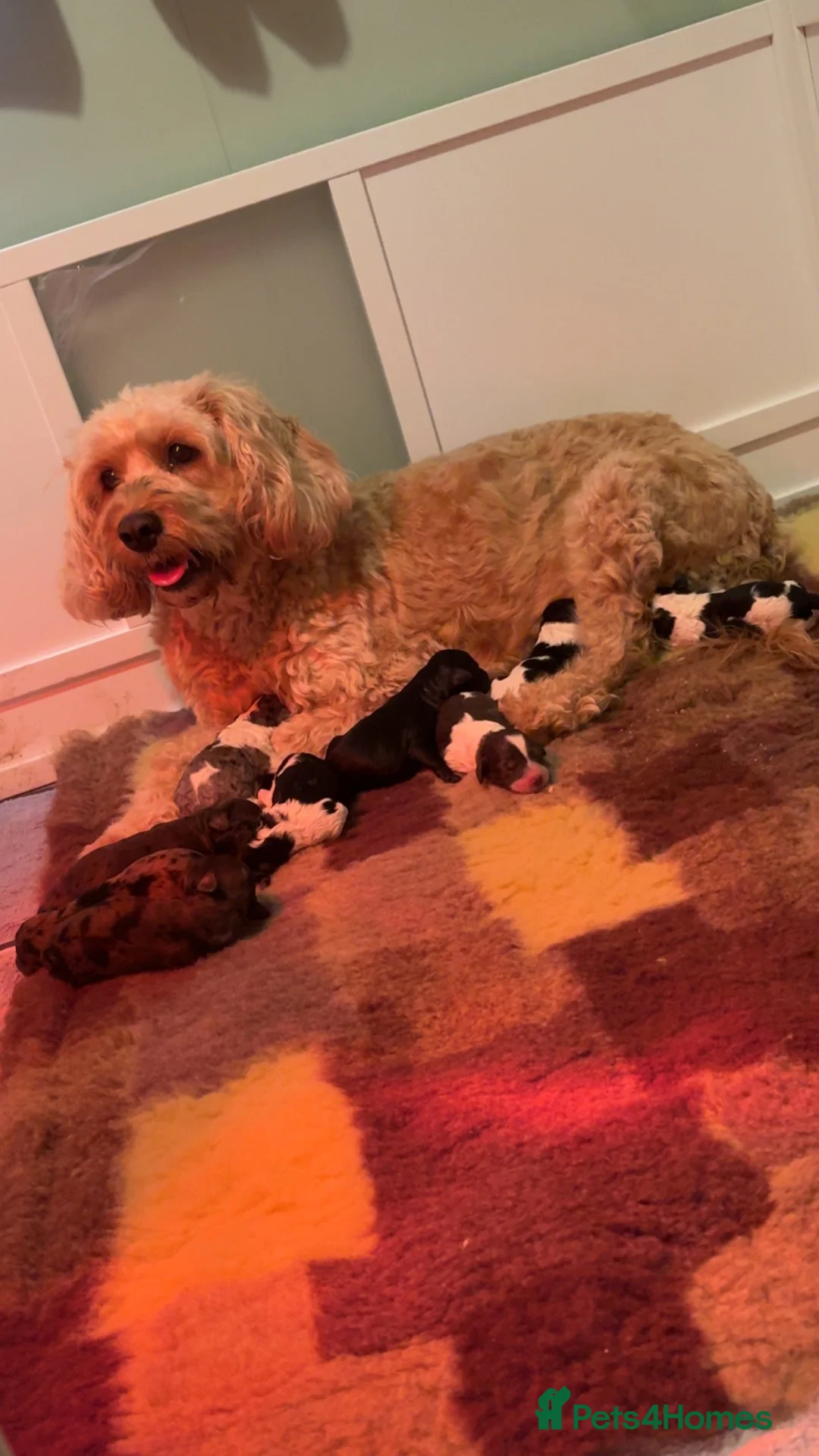 Mixed Breed dogs for sale: Miniature GoldenDoodle Puppies. in Burnley - Advert 1