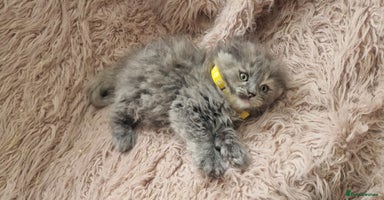 Scottish Fold cats - Advert 15