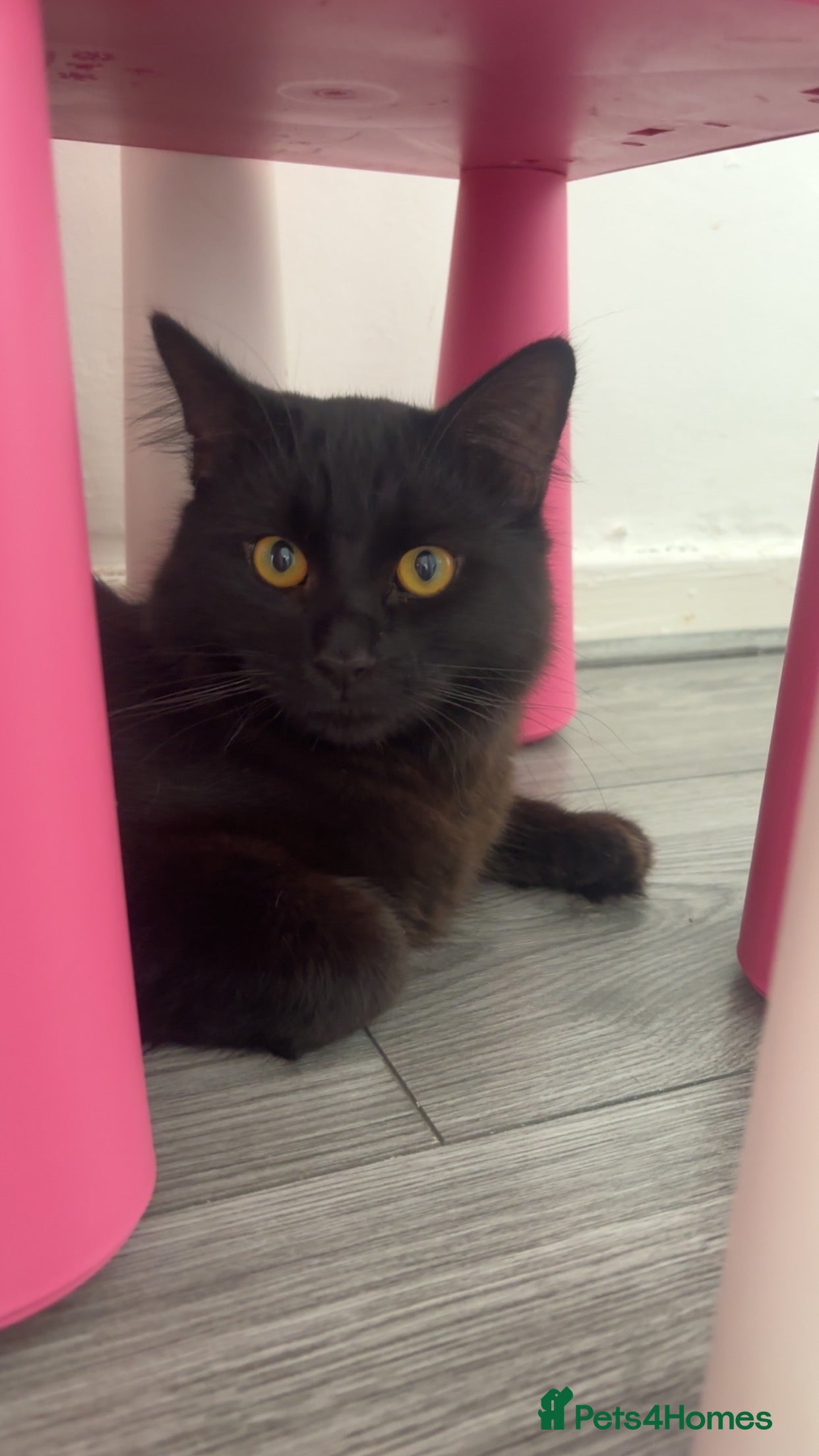 Mixed Breed cats Male moggy cat - Advert 15