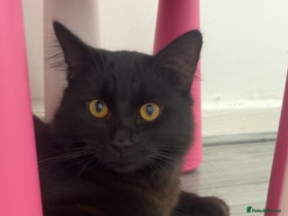 Mixed Breed cats Male moggy cat - Advert 4