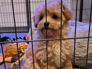 Maltipoo dogs F1 Maltipoo puppies 🐶 Just 1 girl remaining - Advert 5