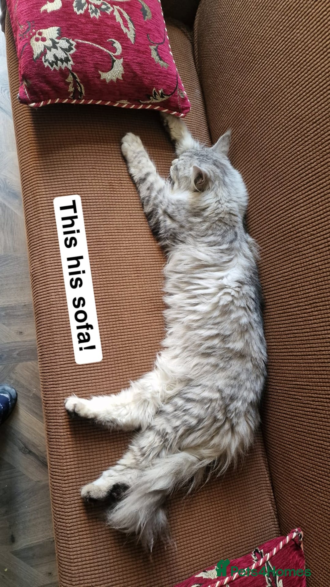 Maine Coon cats for sale: Pure Breed Maine Coon Male - Image 1