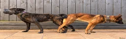 Belgian Shepherd Dog dogs for sale: Dutch Shepherd – Exceptional Pedigree in Norwich - Advert 7