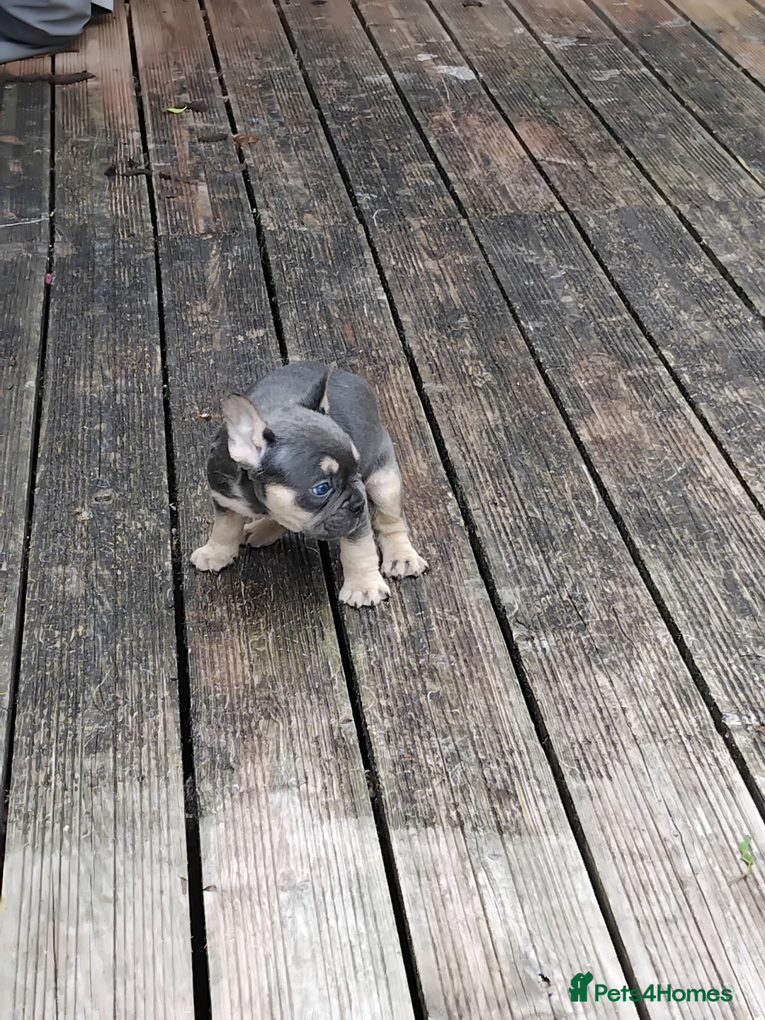 French Bulldog dogs for sale: French bulldogs puppys in Nottingham - Image 12