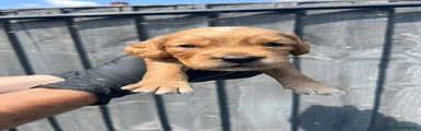 Cocker Spaniel 1
