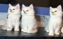 Maine Coon cats for sale: Outstanding Blue Silver Shaded Maine Coon Kittens - Image 9