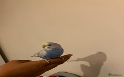 Budgerigars birds for sale: Male buddies  - Image 3