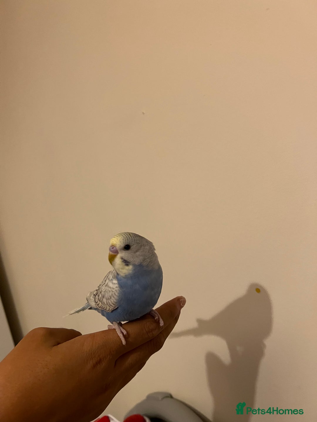 Budgerigars birds for sale: Male buddies  - Image 3