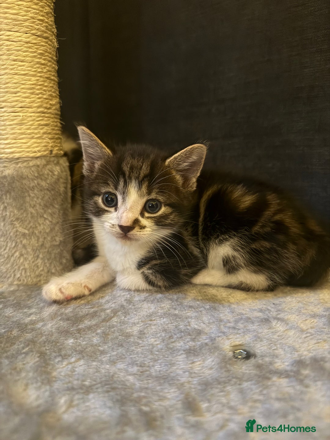 Mixed Breed cats for sale: 4 Lovely Kittens - Advert 9