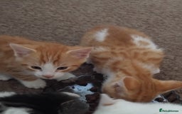 Mixed Breed cats for sale: Kittens  - Image 3