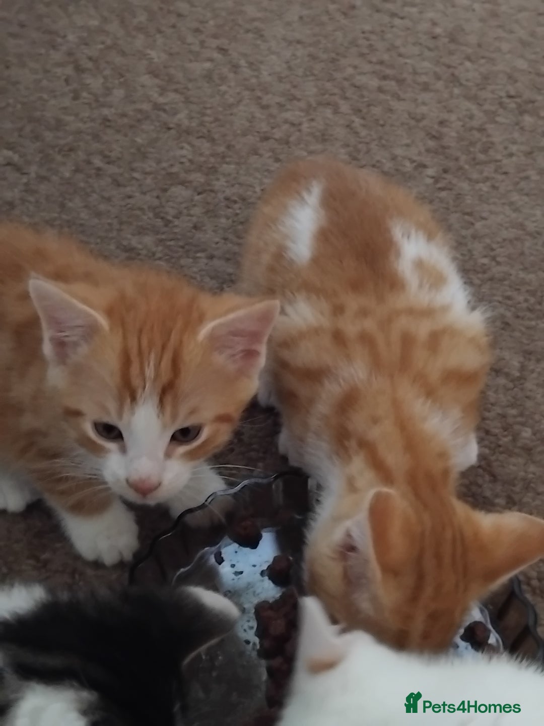 Mixed Breed cats for sale: Kittens  - Image 3
