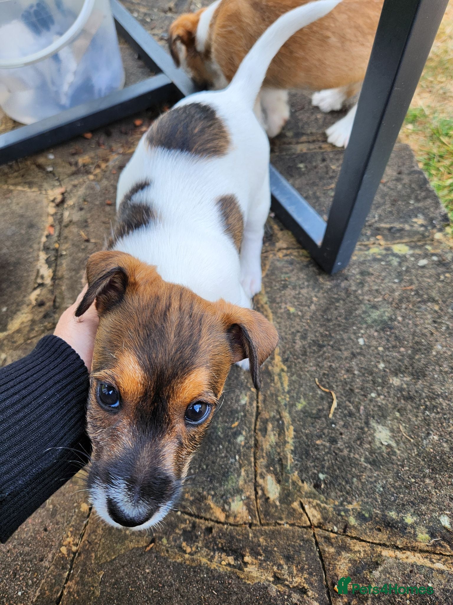 Jack Russell dogs 2 Gorgeous Jack Russell Males for sale - Advert 2