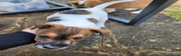Jack Russell dogs for sale: 2 Gorgeous Jack Russell Males for sale - Advert 4