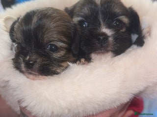 Mixed Breed dogs 6 Beautiful Babys🩵🩵🩵🩷🩷🩷 - Advert 4