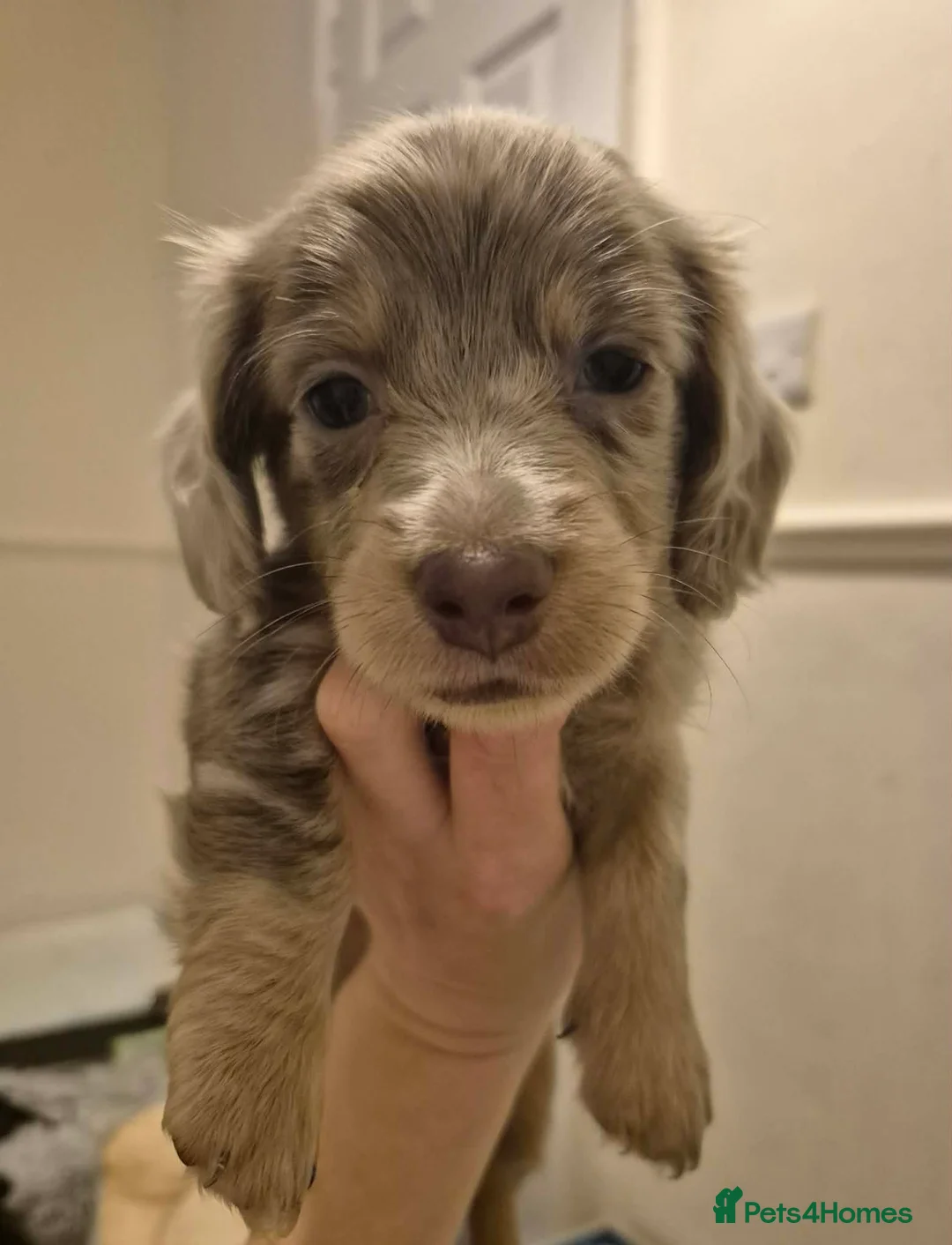 Miniature Dachshund dogs for sale: KC Dachshund puppies  - Advert 17