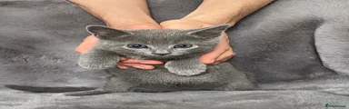 Russian Blue Kitten 1