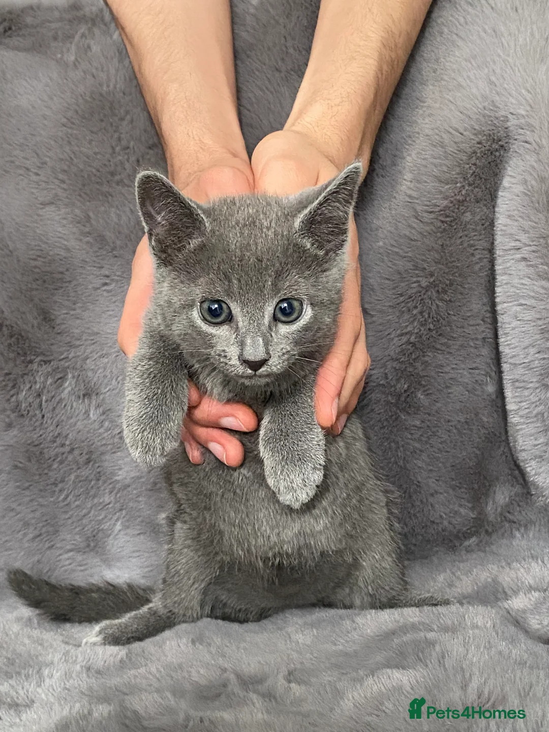 Russian Blue cats for sale: Russian blue kittens - Advert 5
