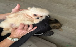Pomeranian dogs for sale: ** Pomeranian Puppies 🐶🤍🐻🤎 - Image 14