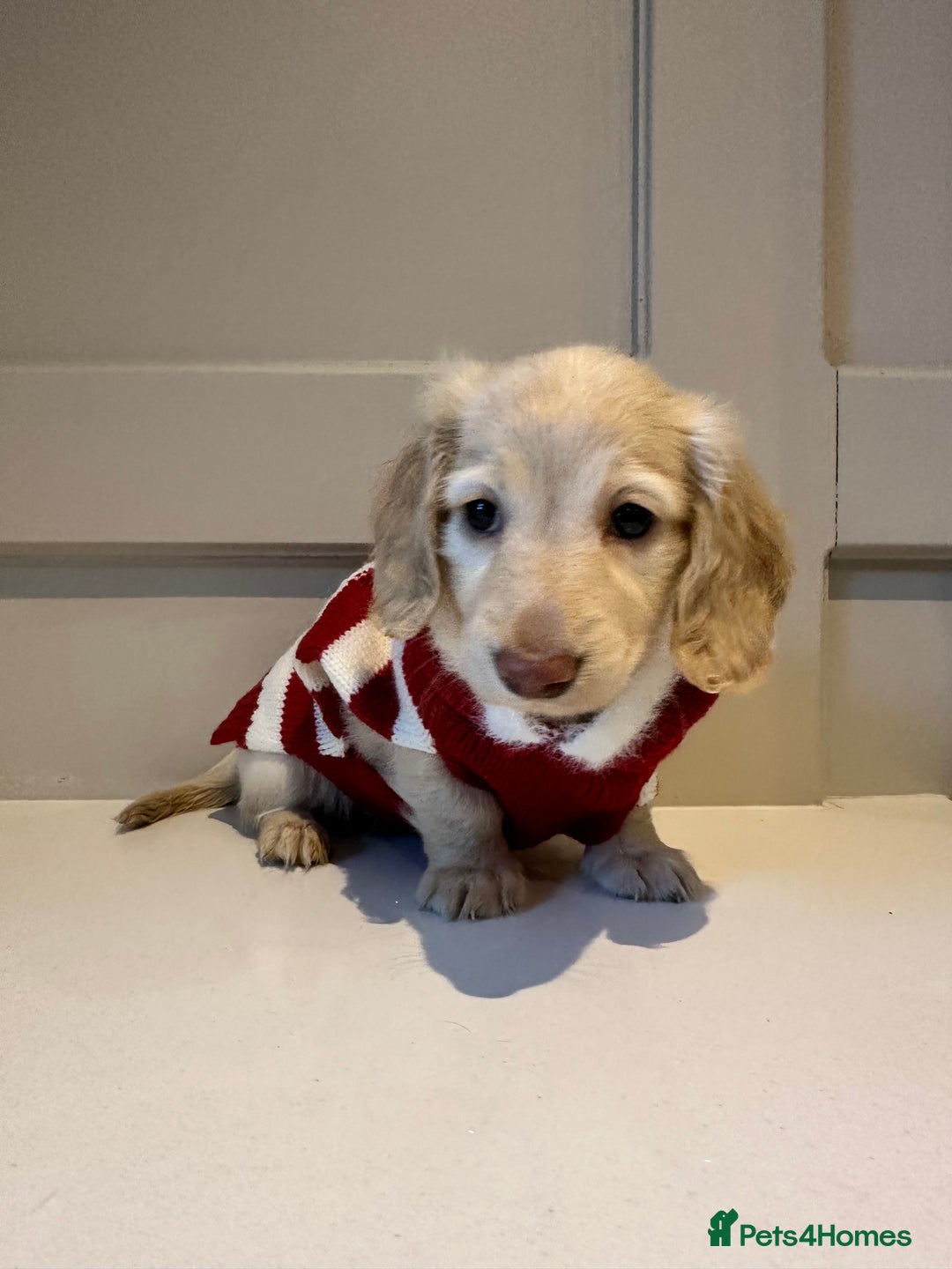 Miniature Dachshund dogs for sale: Clear Cream Miniature Dachsunds - Advert 20