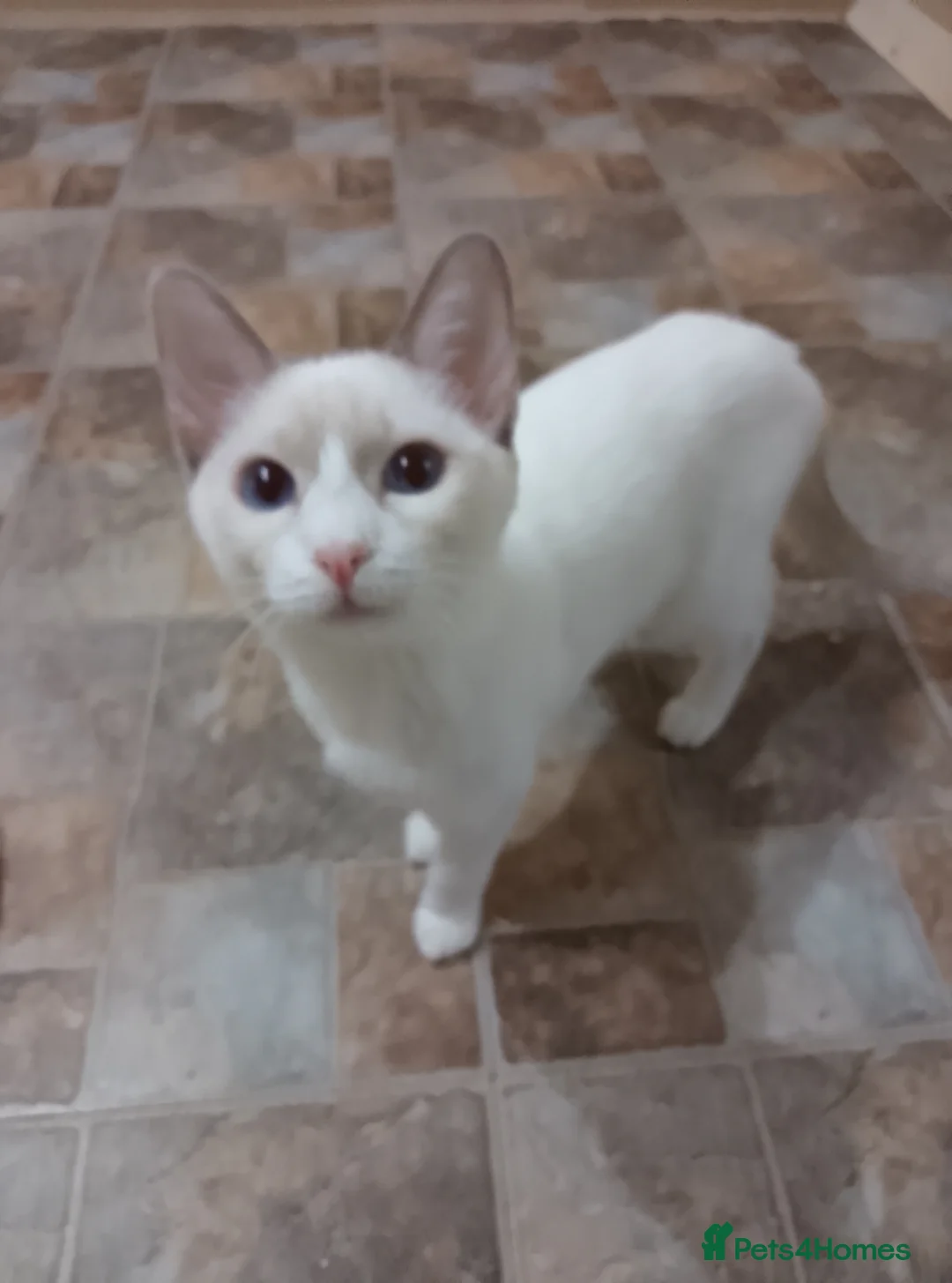 Mixed Breed cats for sale: Ragamese Kittens - Advert 16