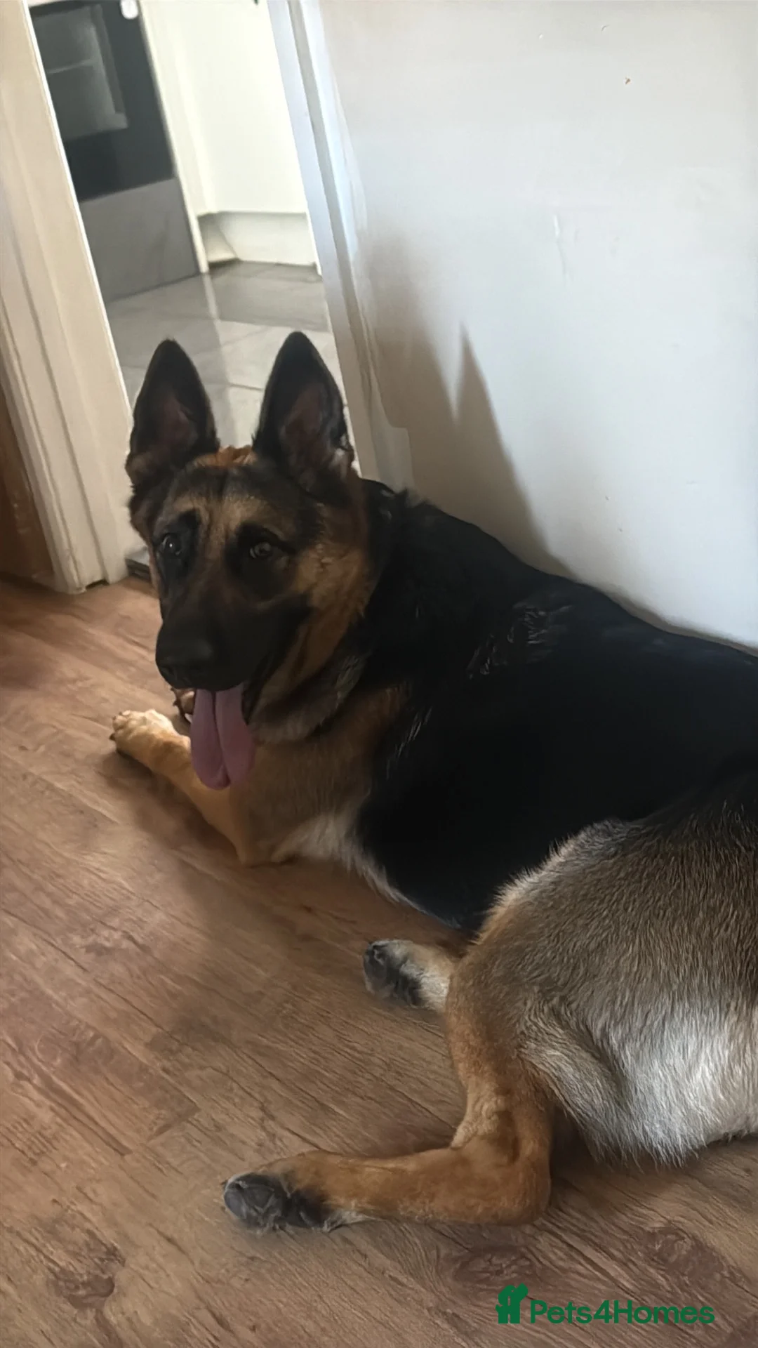 German Shepherd dogs for sale: Foster Home Desperately Needed in Horsham - Advert 2