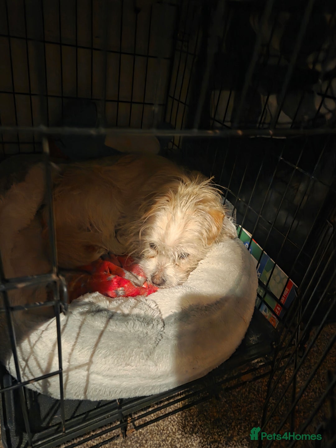 Mixed Breed dogs for sale: 9 months old Shih tzu x Jack Russell  - Advert 4