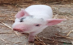 Pig livestock for sale: Little Piglets, Boys & Girls available - Image 4