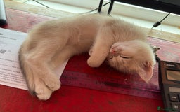 British Shorthair cats for sale: Ready pure AY12, NY12 Corin BSH  - Image 37