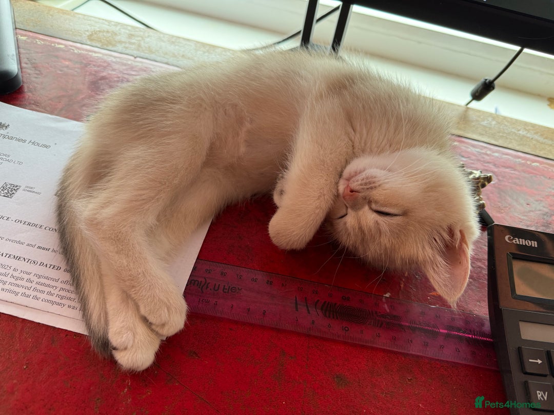 British Shorthair cats for sale: Ready pure AY12, NY12 Corin BSH  - Image 37