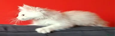 Rehomed