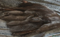British Longhair cats for sale: 1 x British Long Hair & 2 x British Short Hair - Image 23