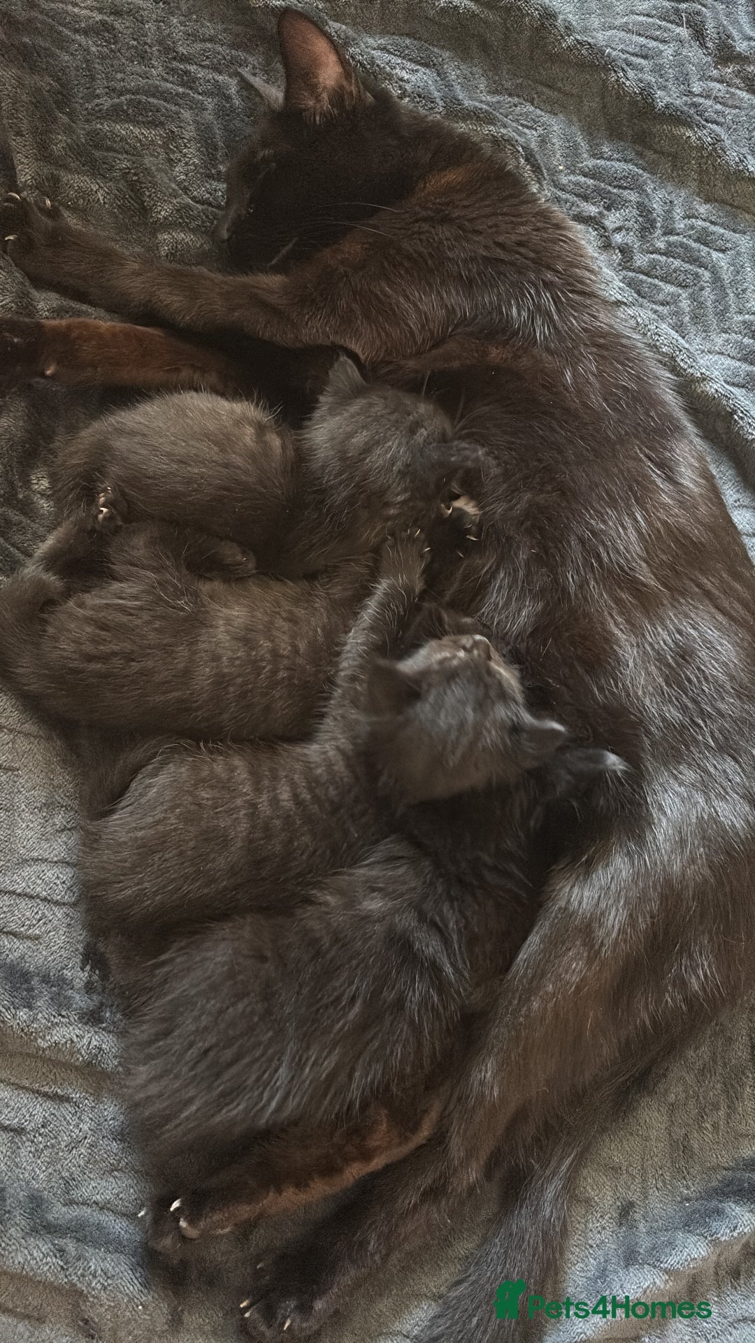 British Longhair cats for sale: 1 x British Long Hair & 2 x British Short Hair - Image 23