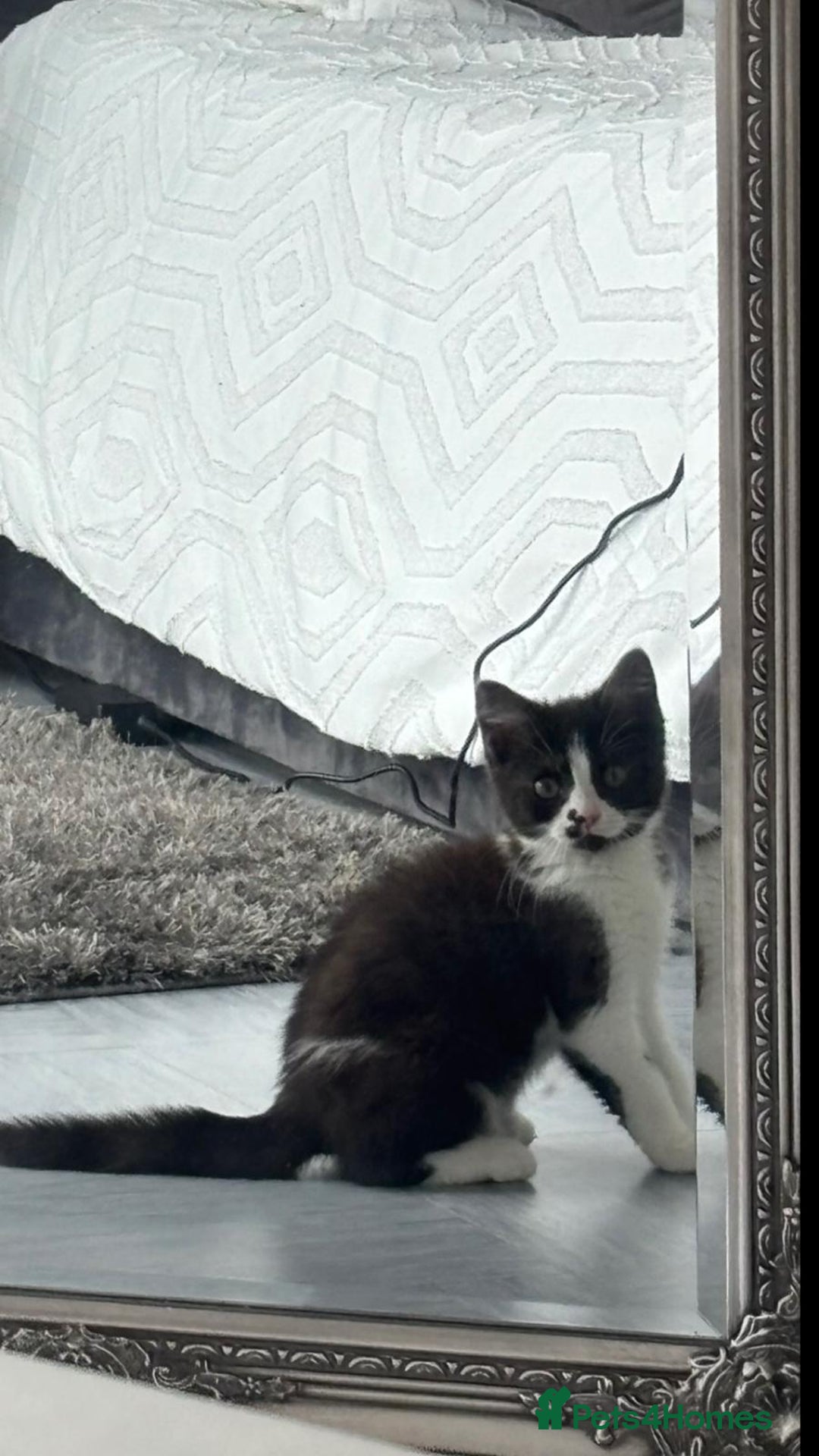 British Shorthair cats for sale: Kittens for loving homes in Welwyn Garden City - Image 17