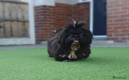 Shih Tzu dogs for sale: Beautiful Girl From Show Lines  - Image 7