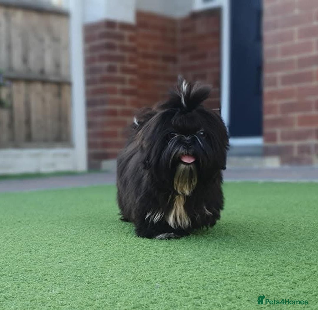 Shih Tzu dogs for sale: Beautiful Girl From Show Lines  - Image 7