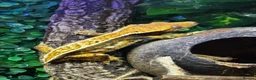 Gecko reptiles for sale: Female Crested gecko in Worthing - Advert 1