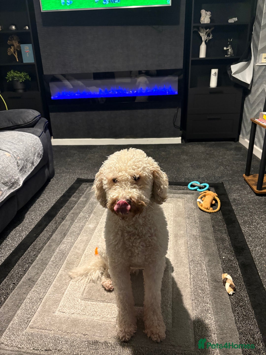 Labradoodle dogs for sale: Gorgeous Labradoodle - Advert 5