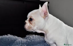 French Bulldog dogs for sale: Male French Bull Dog Platinum White - Image 2
