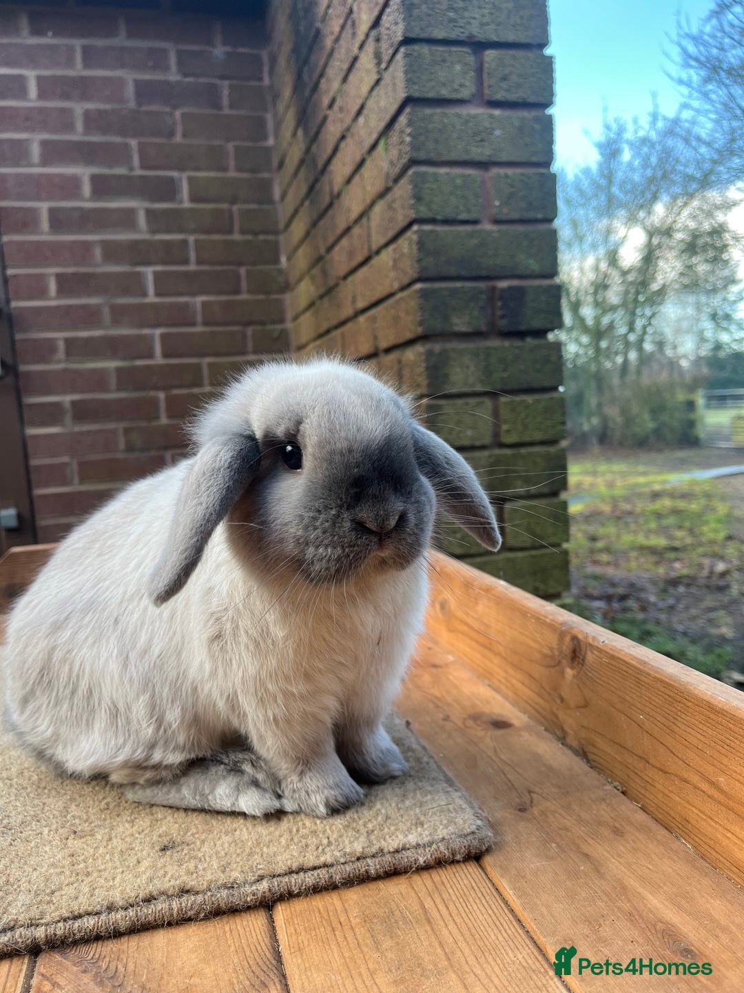 Mini Lop rabbits for sale: Mini lop bucks  - Advert 3