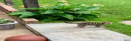 Bengal cats for sale: Beautiful Bengal Cross Kittens in Bexhill-on-Sea - Advert 2
