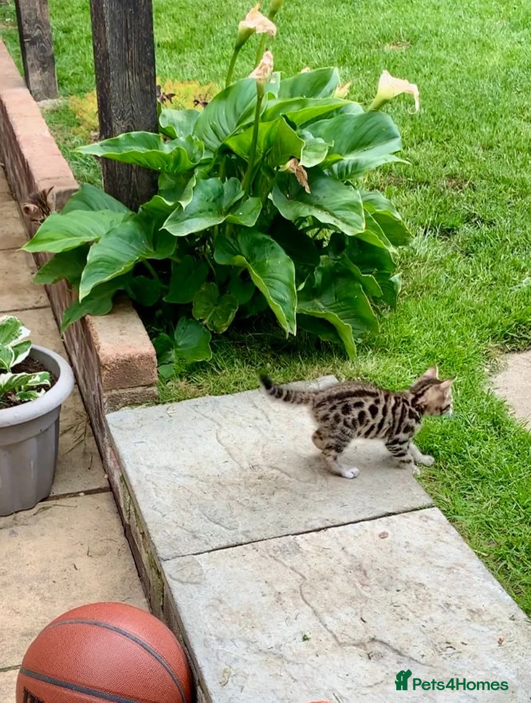 Bengal cats for sale: Beautiful Bengal Cross Kittens in Bexhill-on-Sea - Advert 2