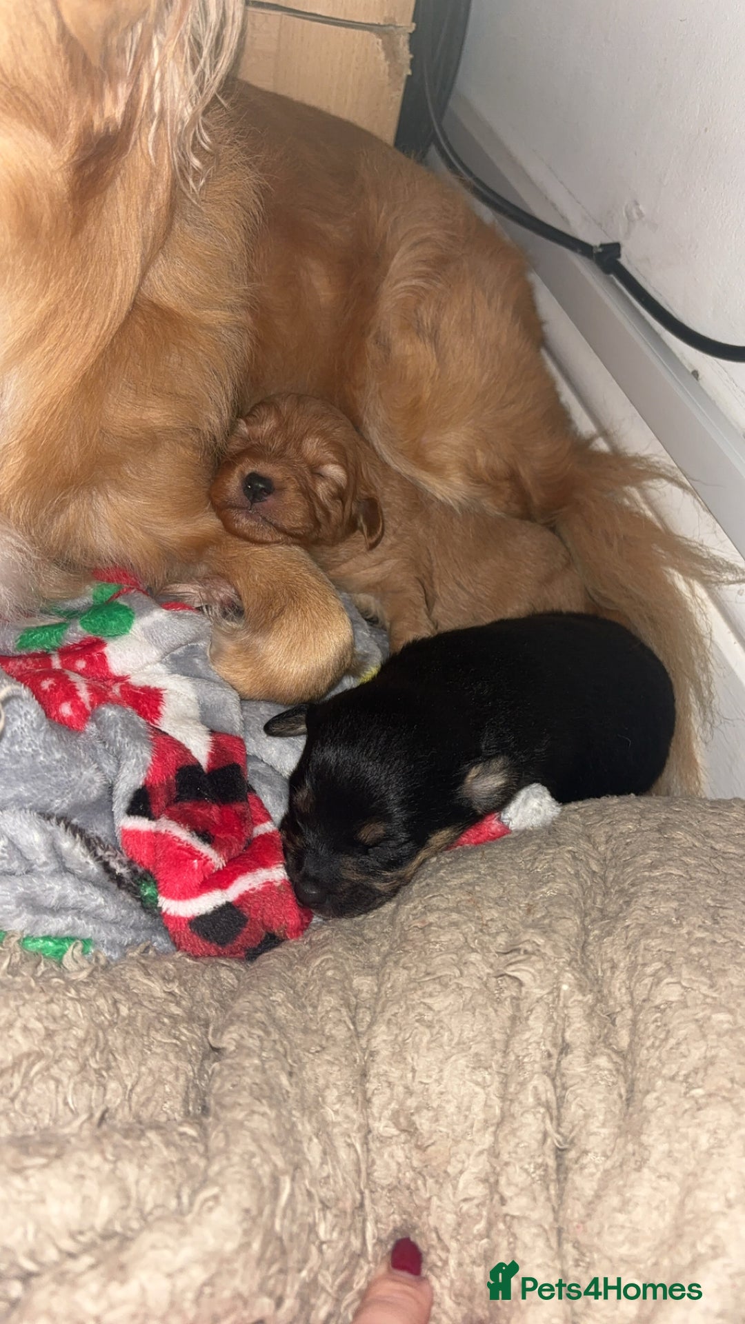 Mixed Breed dogs for sale: Fluffy tan girl ready for new home  - Advert 8