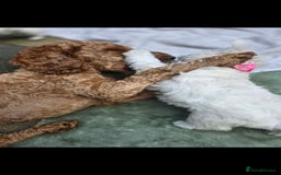 West Highland Terrier dogs for sale: Beautiful Westhighland Terrier Puppies  - Image 28